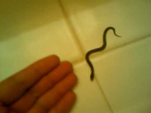 Baby Garter Snake Nicole Manning Youtube