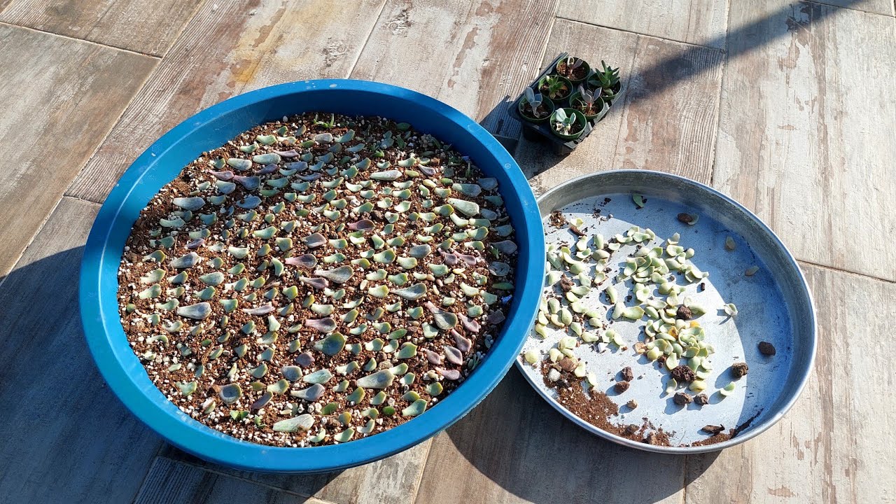 Pazardan Aldığım Sukulentler,Bir Leğen Graptoveria Titubans Yaprağı Dizdim ,Boş Vakti Olan İzlesin 😳