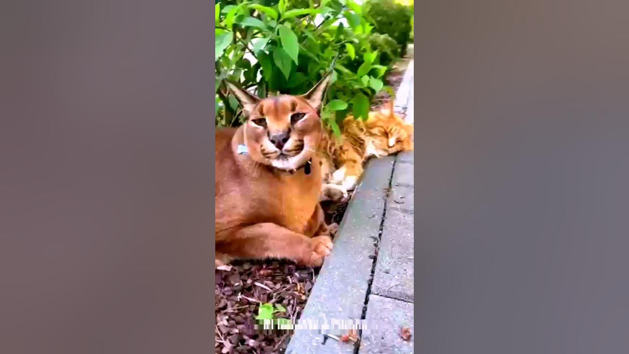 caracal pumba hissing #shortvideo - YouTube