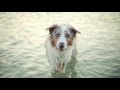 MADzone Border Collies :: Zoe, Madlene & Sorin - SUMMER!