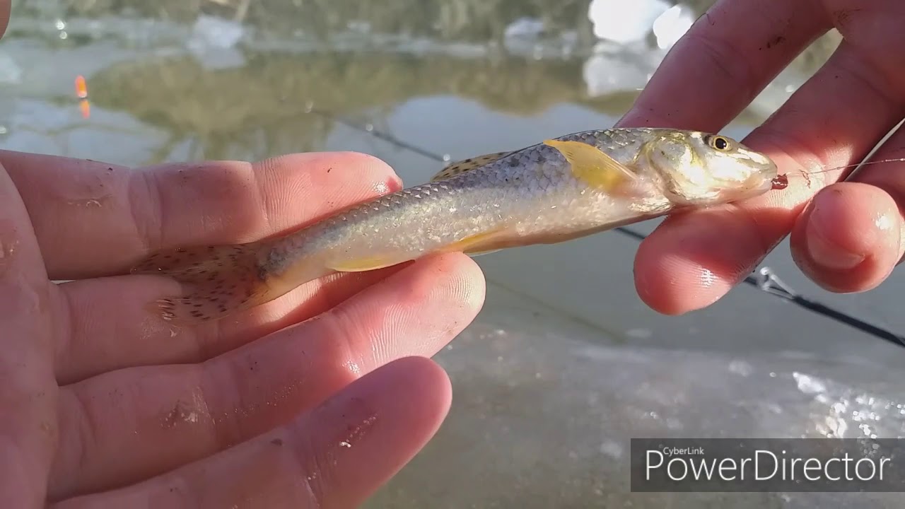 Kispataki lékhorgászat (2.rész)