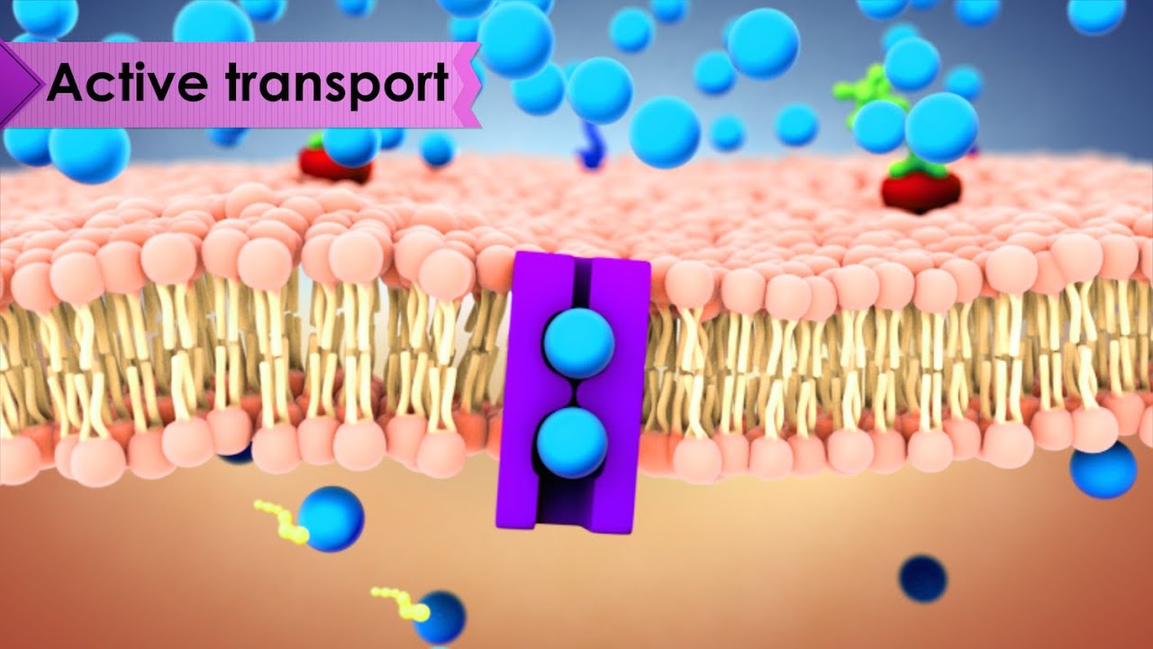 Biology: Cell Transport - YouTube