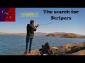 Searching for Lake Mead Stripers