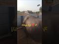 15/30 days challenge #village #nature #vlog