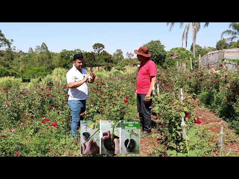 Vídeo: Cultura Em Vasos De Rosas No País
