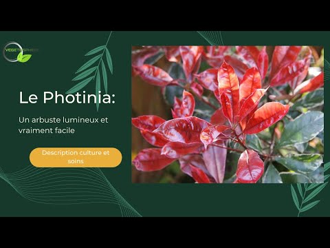 Vidéo: Informations sur l'alimentation des photinias - Comment fertiliser les plantes de photinia