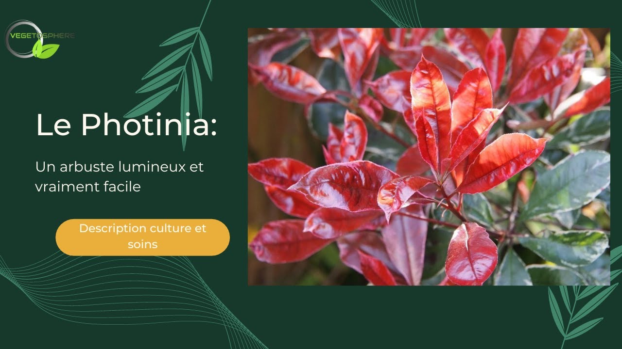 Les Photinias, photinies