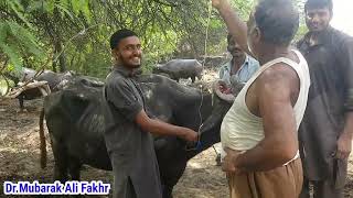 Defecency of phosphorus | Hypophosphatemia in Buffalo | Red water in cattles  | Dr.Mubarak Ali Fakhr