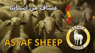 عساف من اسبانيا  Assaf sheep. Livestock Genetics From Spain