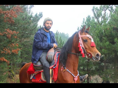 Geleneksel Binicilik 4.Bölüm/Atçılık