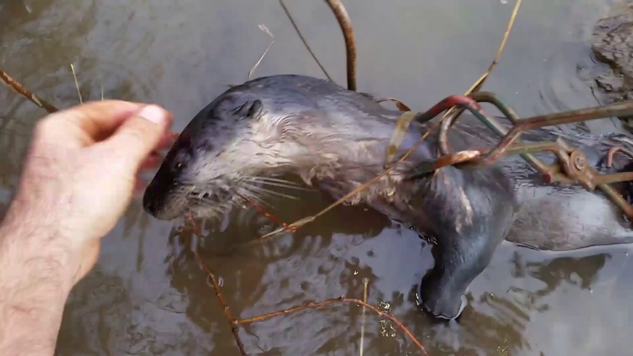 Otter trapping Wisconsin 2016 YouTube