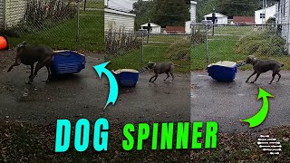 Dog's Rainy Day Cooler Spinning Act