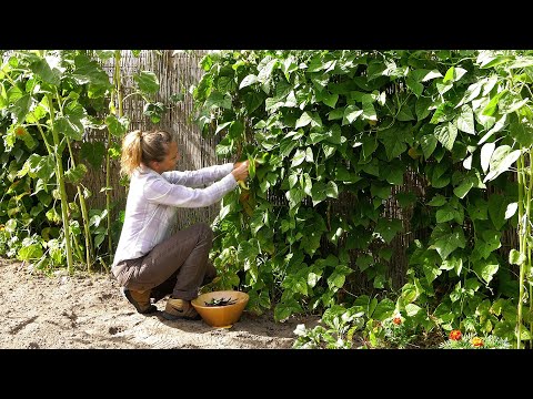 Wideo: Doświadczenie W Uprawie I Stosowaniu Różnych Rodzajów Fasoli