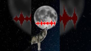 Why Wolves HOWL 😱