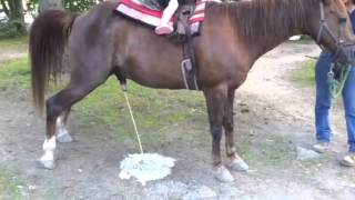 Horse pissing - Hysterical