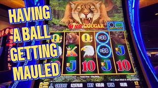 This WILD Cougar Had Its Claws Out!!! 🐾 彡 Lightning 10 Year Storm ⚡⚫