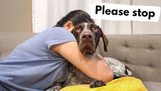 It was a rough night | FIREWORKS | German Shorthaired Pointer