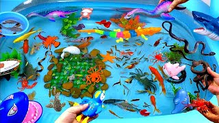 Cute Animals, Blue Shark, Snake, Crocodile, Goldfish, Crab, Frog, Koi Fish, Shrimp, Guppies,Red Fish