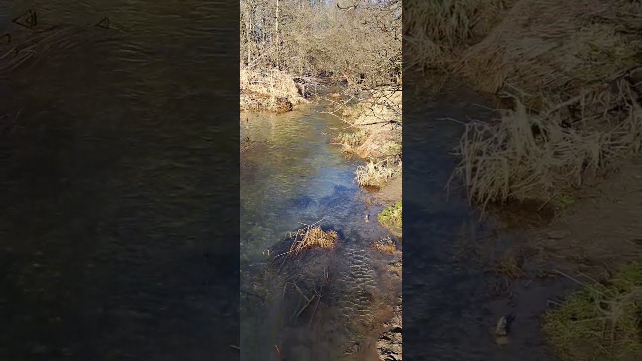 NO MINNOWS 