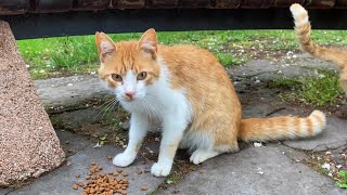 Beautiful Cats living on the street attacked each other for food 😢❤