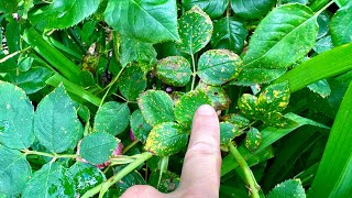 ROSE DISEASES: Identification And Treatment