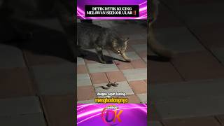 Kucing MeL4w4n Ular akan Masuk Rumah‼️#shorts
