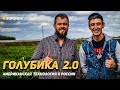 Голубика 2.0 Американская технология в России