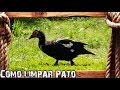 Como Limpar e Picar Pato - Processo Completo