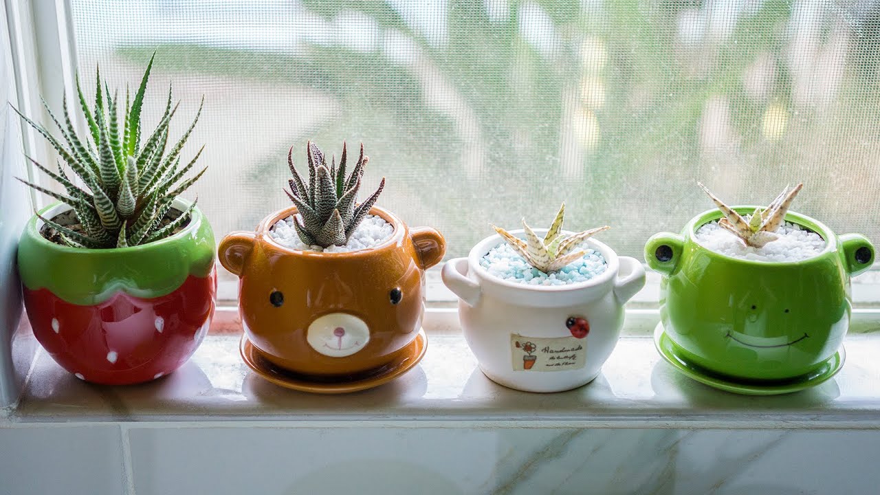 How I pot my Succulents and Aloes in small containers. - YouTube