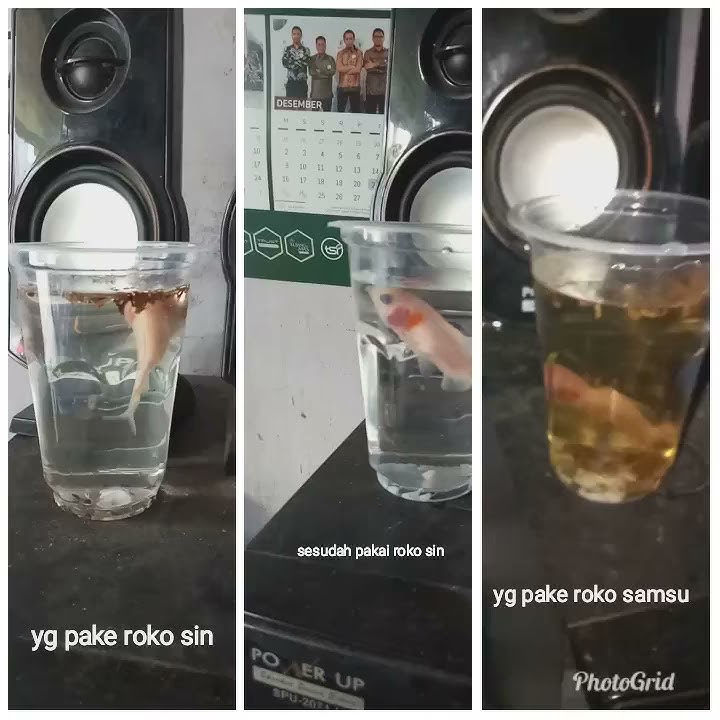 Testimoni Rokok herbal sin TSI dgn rokok konvensional dg media ikan