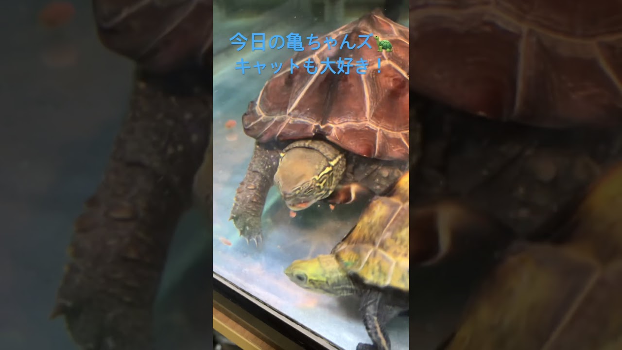 毎日動画（76）亀ちゃんズ🐢順調に成長してます #turtle #クサガメ