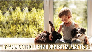 Взаимоотношения Живатм в животном царстве Природы. Часть 3.