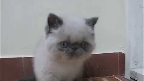 Video 1204441: exotic shorthair blue, shorthair blue point