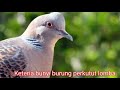 Suara Burung Perkutut Lomba Perkututbangkok Perkututjuara Masteranperkutut Mp3 - Mp4 Download