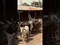cow Kankrej Cow #cow #kankrej #trending #ytshorts @itskingofdewasi