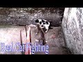 Real 2 Cats Heavy Fighting with sound - Exclusive Video