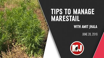 Managing Marestail with Amit Jhala | June 28, 2019
