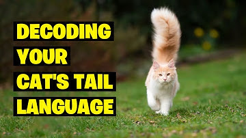 How to Read Your Cats Tail Language