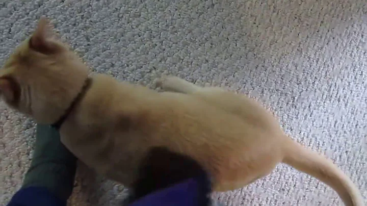 Video 1224021: european burmese cat, cat attacks, red cat, cat playing