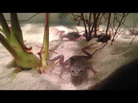 How To Feed African Dwarf Frogs