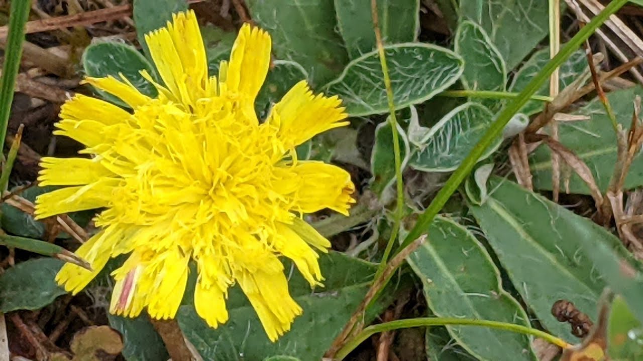Нечуйвітер волохатенький (Hieracium pilosella)