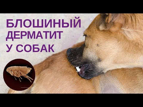 Блошиный дерматит у собак