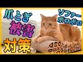 【対策】猫の爪とぎでソファーがボロボロに！