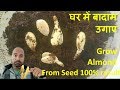 बादाम को घर मैं कैसे उगाए How to grow Almond tree from seed at home step by step