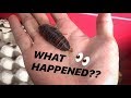 My COCKROACHES didn’t have BABIES for TWO WHOLE MONTHS !!! ~ I’ll stop already ..
