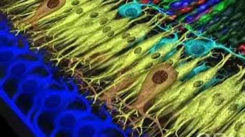 Light and Neuronal Activity