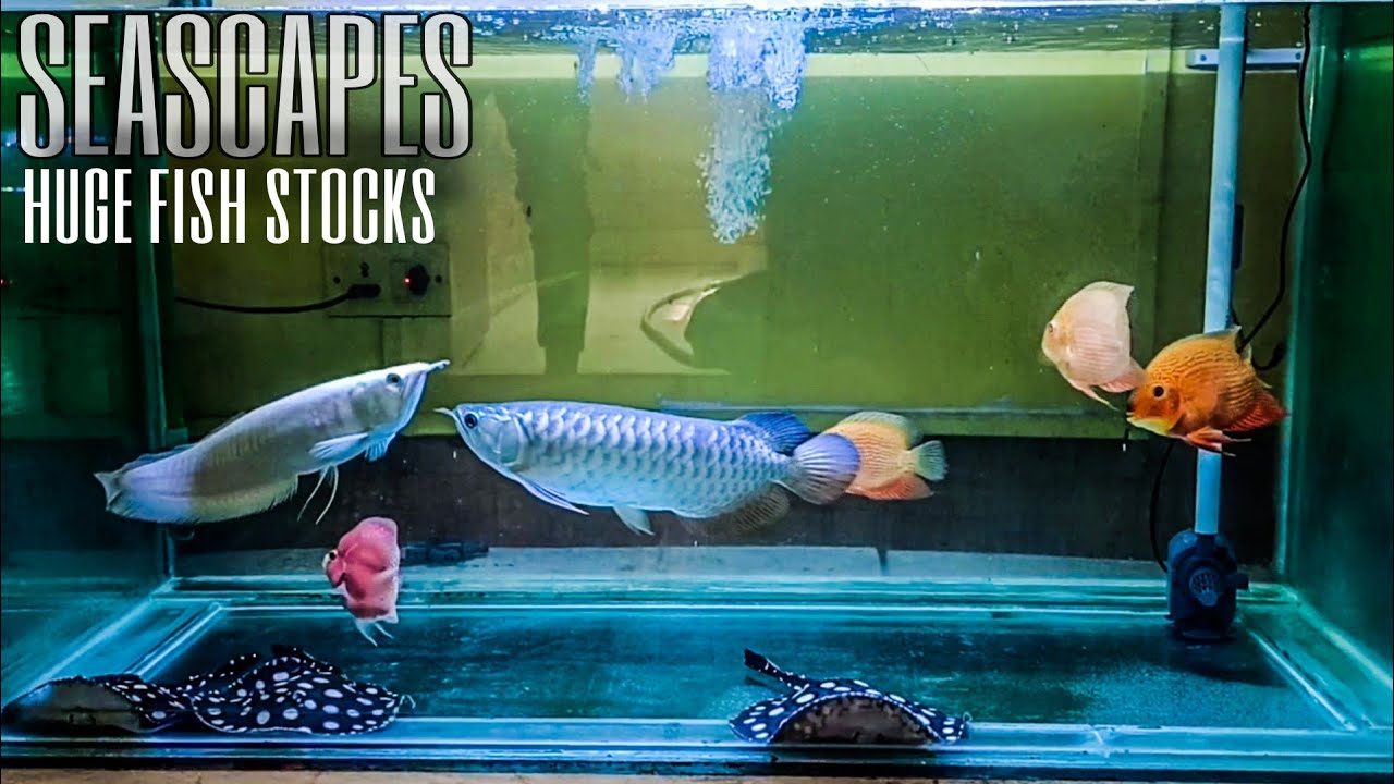 SEASCAPES HUGE FISH STOCKS imported fish! Aquarium fish! YouTube