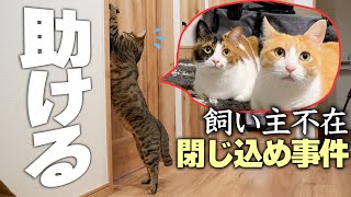 部屋に閉じ込められてしまった弟妹を必死に救助しようとする猫がカッコ良すぎました…