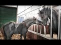 Jonah meets the big colt Daan when they can finally enter the stable at night. Friesian horses.