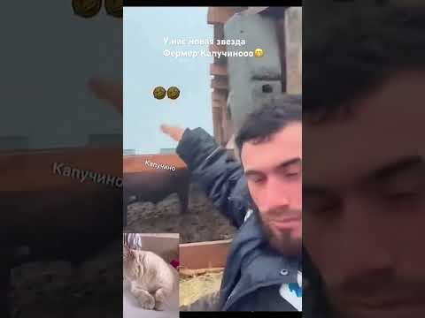 Кот и Фермер Капучино 😂# #cat #прикольныекоты #shortvideo #animals #видосыоткота #веселыекоты #cat